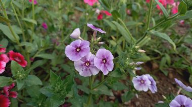 Drummond Phlox veya Dianthus çiçekleri
