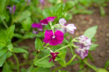 Drummond Phlox veya Dianthus çiçekleri