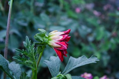 Yaz bahçesinde açan Dahlia çiçeği, doğanın güzelliği.