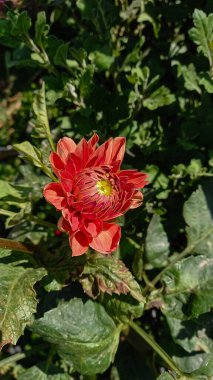 Yaz bahçesinde açan Dahlia çiçeği, doğanın güzelliği.