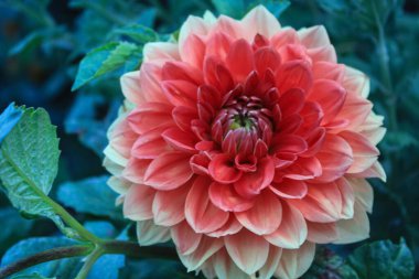 Yaz bahçesinde açan Dahlia çiçeği, doğanın güzelliği.