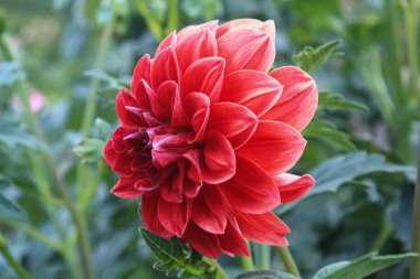 Yaz bahçesinde açan Dahlia çiçeği, doğanın güzelliği.
