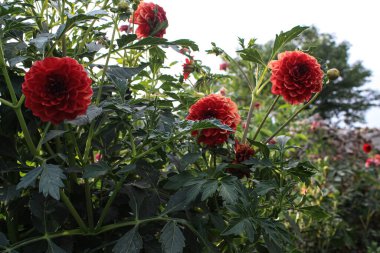 Yaz bahçesinde açan Dahlia çiçeği, doğanın güzelliği.