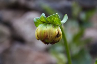 Yaz bahçesinde açan Dahlia çiçeği, doğanın güzelliği.