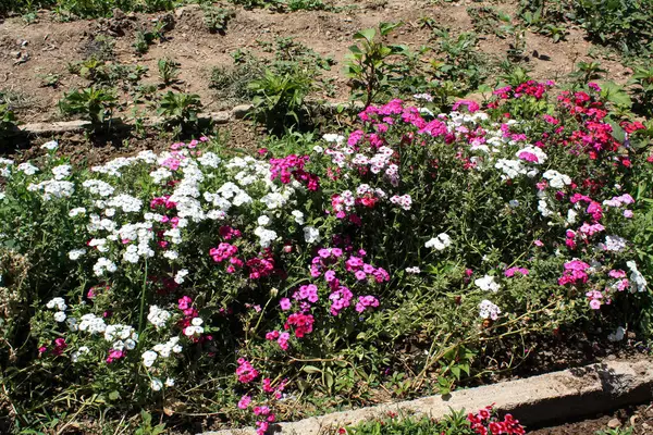 Drummond Phlox veya Dianthus çiçekleri