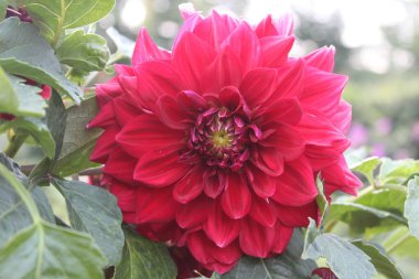 Yaz bahçesinde açan Dahlia çiçeği, doğanın güzelliği.