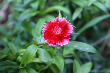 Karanfil, karanfil ya da karanfil Pembe güzel çiçekler