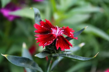 Carnation, Dianthus or Clove Pink beautiful flowers