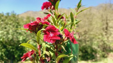 Karanfil, karanfil ya da karanfil Pembe güzel çiçekler