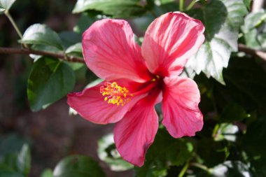 Çin gül veya Hibiscus çiçek