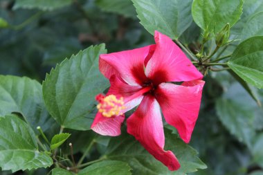 Çin gül veya Hibiscus çiçek