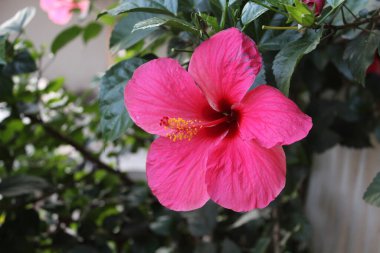 Çin gül veya Hibiscus çiçek