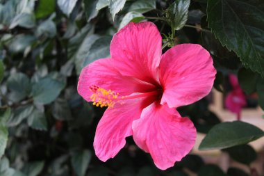 Çin gül veya Hibiscus çiçek