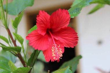 Çin gül veya Hibiscus çiçek