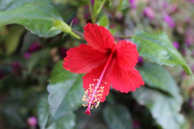 Çin gül veya Hibiscus çiçek
