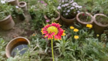 Brown-eyed Susan, Common Gaillardia, Great Blanket Flower, Indian Blanketflower, Gaillardia aristata Or Gaillardia grandiflora beautiful flowers clipart