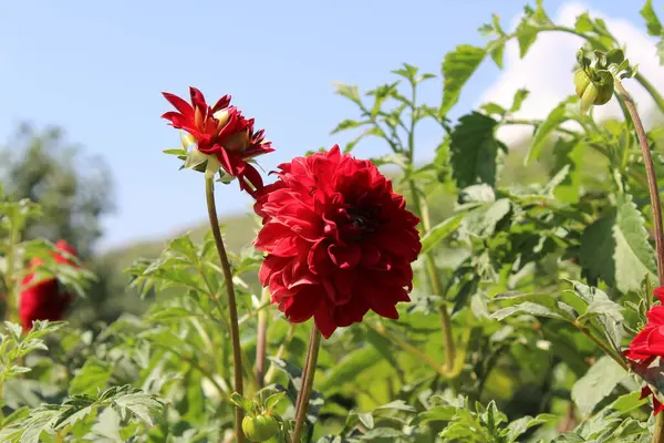 Yaz bahçesinde açan Dahlia çiçeği, doğanın güzelliği.