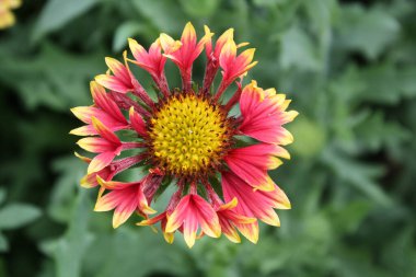 Kahverengi gözlü Susan, Common Gaillardia, Great Blanket Flower, Indian Blanketflower, Gaillardia aristata veya Gaillardia grandiflora güzel çiçekler