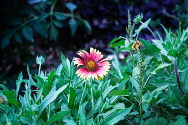 Brown-eyed Susan, Common Gaillardia, Great Blanket Flower, Indian Blanketflower, Gaillardia aristata Or Gaillardia grandiflora beautiful flowers clipart