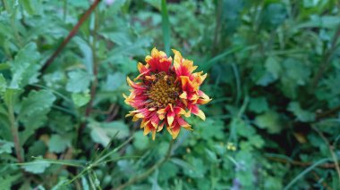 Kahverengi gözlü Susan, Common Gaillardia, Great Blanket Flower, Indian Blanketflower, Gaillardia aristata veya Gaillardia grandiflora güzel çiçekler