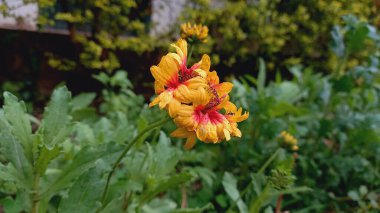 Kahverengi gözlü Susan, Common Gaillardia, Great Blanket Flower, Indian Blanketflower, Gaillardia aristata veya Gaillardia grandiflora güzel çiçekler