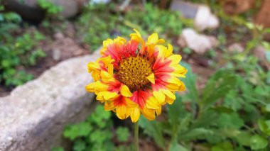 Kahverengi gözlü Susan, Common Gaillardia, Great Blanket Flower, Indian Blanketflower, Gaillardia aristata veya Gaillardia grandiflora güzel çiçekler