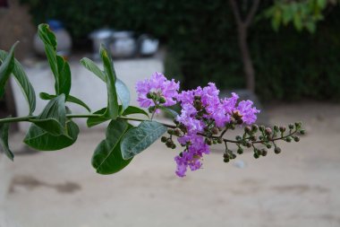 Mor Sihirli Çubuk Mersin çiçeği