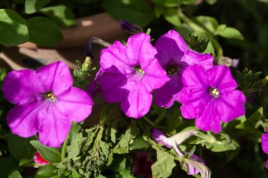 Petunya, Grandiflora, Hedgiflora, Multiflora, Mor Pembe Çiçekler