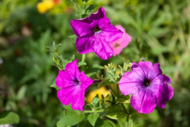 Petunya, Grandiflora, Hedgiflora, Multiflora, Mor Pembe Çiçekler
