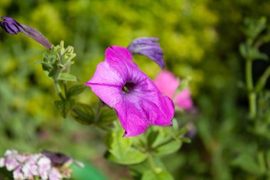 Petunya, Grandiflora, Hedgiflora, Multiflora, Mor Pembe Çiçekler