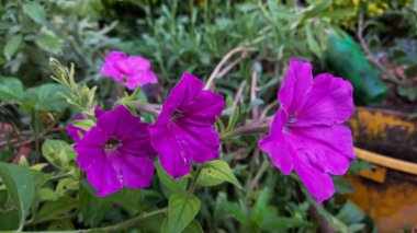 Petunya, Grandiflora, Hedgiflora, Multiflora, Mor Pembe Çiçekler