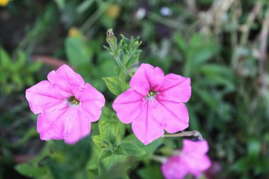 Petunya, Grandiflora, Hedgiflora, Multiflora, Mor Pembe Çiçekler
