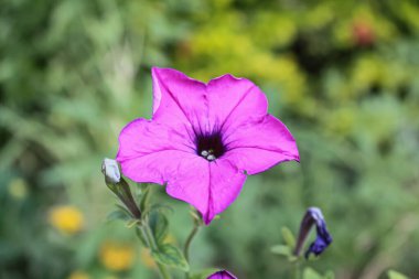 Petunya, Grandiflora, Hedgiflora, Multiflora, Mor Pembe Çiçekler