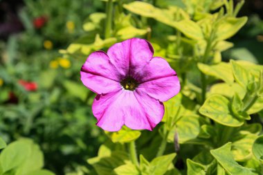 Petunya, Grandiflora, Hedgiflora, Multiflora, Mor Pembe Çiçekler