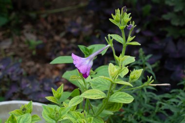 Petunya, Grandiflora, Hedgiflora, Multiflora, Mor Pembe Çiçekler