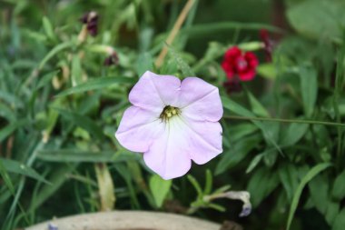 Petunya, Grandiflora, Hedgiflora, Multiflora, Mor Pembe Çiçekler