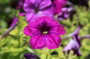 Petunya, Grandiflora, Hedgiflora, Multiflora, Mor Pembe Çiçekler