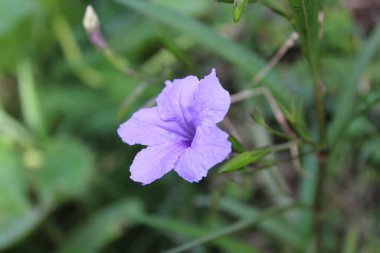 Petunya, Grandiflora, Hedgiflora, Multiflora, Mor Pembe Çiçekler