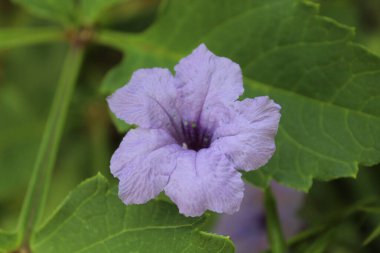 Petunya, Grandiflora, Hedgiflora, Multiflora, Mor Pembe Çiçekler