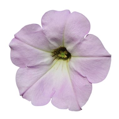 Petunya, Grandiflora, Hedgiflora, Multiflora, Mor Pembe Çiçekler