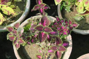 Flame Nettle, Painted Nettle, Coleus, Painted Leaf, Poor Mans Croton, Jewels of the Garden clipart