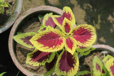 Flame Nettle, Boyalı Nettle, Coleus, Boyalı Yaprak, Zavallı Mans Croton, Bahçenin Mücevherleri