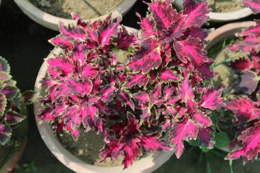 Flame Nettle, Boyalı Nettle, Coleus, Boyalı Yaprak, Zavallı Mans Croton, Bahçenin Mücevherleri