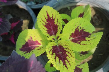Flame Nettle, Boyalı Nettle, Coleus, Boyalı Yaprak, Zavallı Mans Croton, Bahçenin Mücevherleri