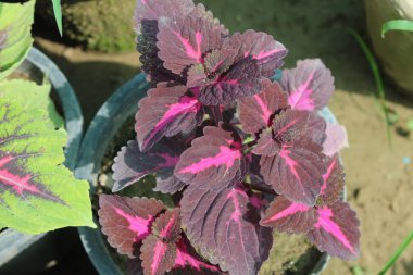 Flame Nettle, Boyalı Nettle, Coleus, Boyalı Yaprak, Zavallı Mans Croton, Bahçenin Mücevherleri
