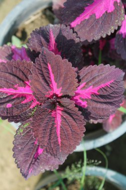 Flame Nettle, Boyalı Nettle, Coleus, Boyalı Yaprak, Zavallı Mans Croton, Bahçenin Mücevherleri
