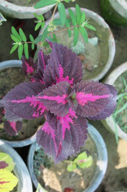 Flame Nettle, Boyalı Nettle, Coleus, Boyalı Yaprak, Zavallı Mans Croton, Bahçenin Mücevherleri