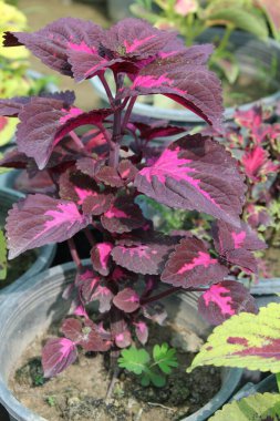 Flame Nettle, Boyalı Nettle, Coleus, Boyalı Yaprak, Zavallı Mans Croton, Bahçenin Mücevherleri