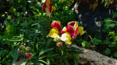 Antirrhinum majus, büyük aslanağzı, aslan ağzı, tavşan ağzı, güzel tavşanlar, baldır burnu, kurbağa ağzı, buldog ya da aslan burnu.