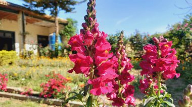 Antirrhinum majus, büyük aslanağzı, aslan ağzı, tavşan ağzı, güzel tavşanlar, baldır burnu, kurbağa ağzı, buldog ya da aslan burnu.
